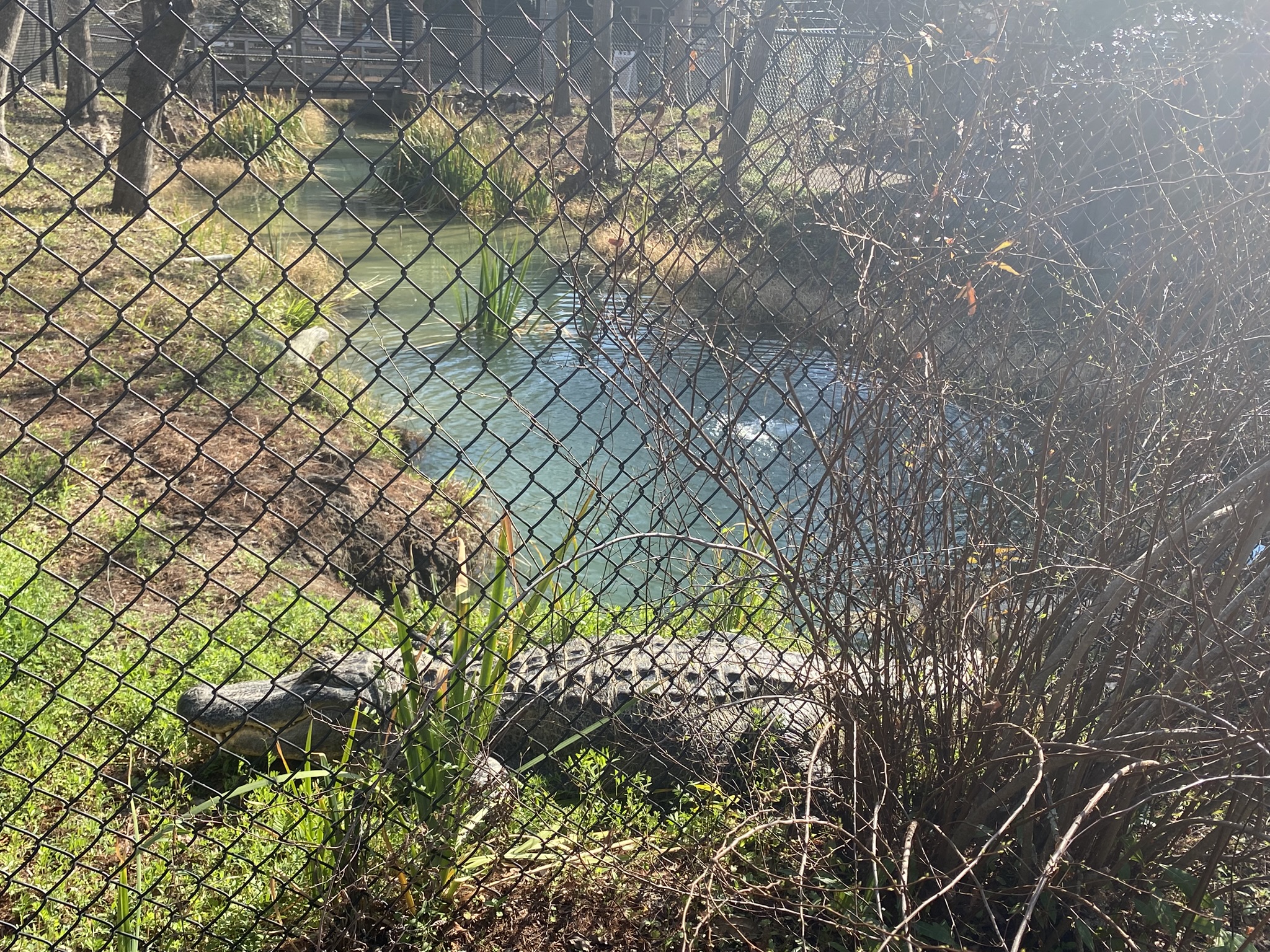 Cypress Garden Swampiterium with fence. Beyond fence there is a huge alligator, lush landscape and water