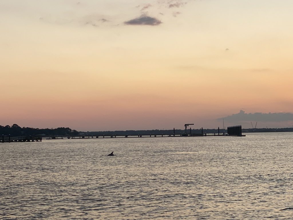 Sunset cruise in Charleston, SC the sun is setting in the sky with a pier and the shoreline in the background you can see a dolphin in the calm water