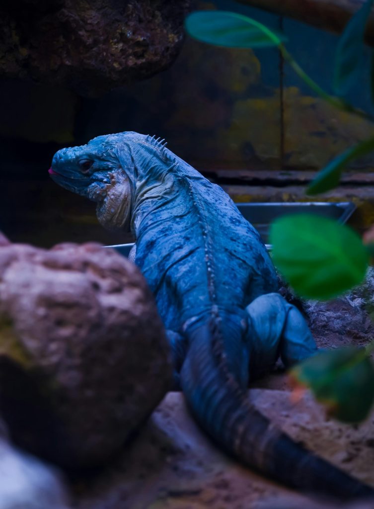 Exotic looking blue iguana in Grand Cayman.
