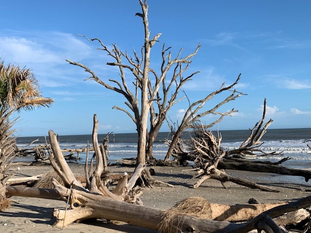 Hidden gems in Charleston Botany Bay driftwood trees line the shore of the ocean on a sunny summer day.