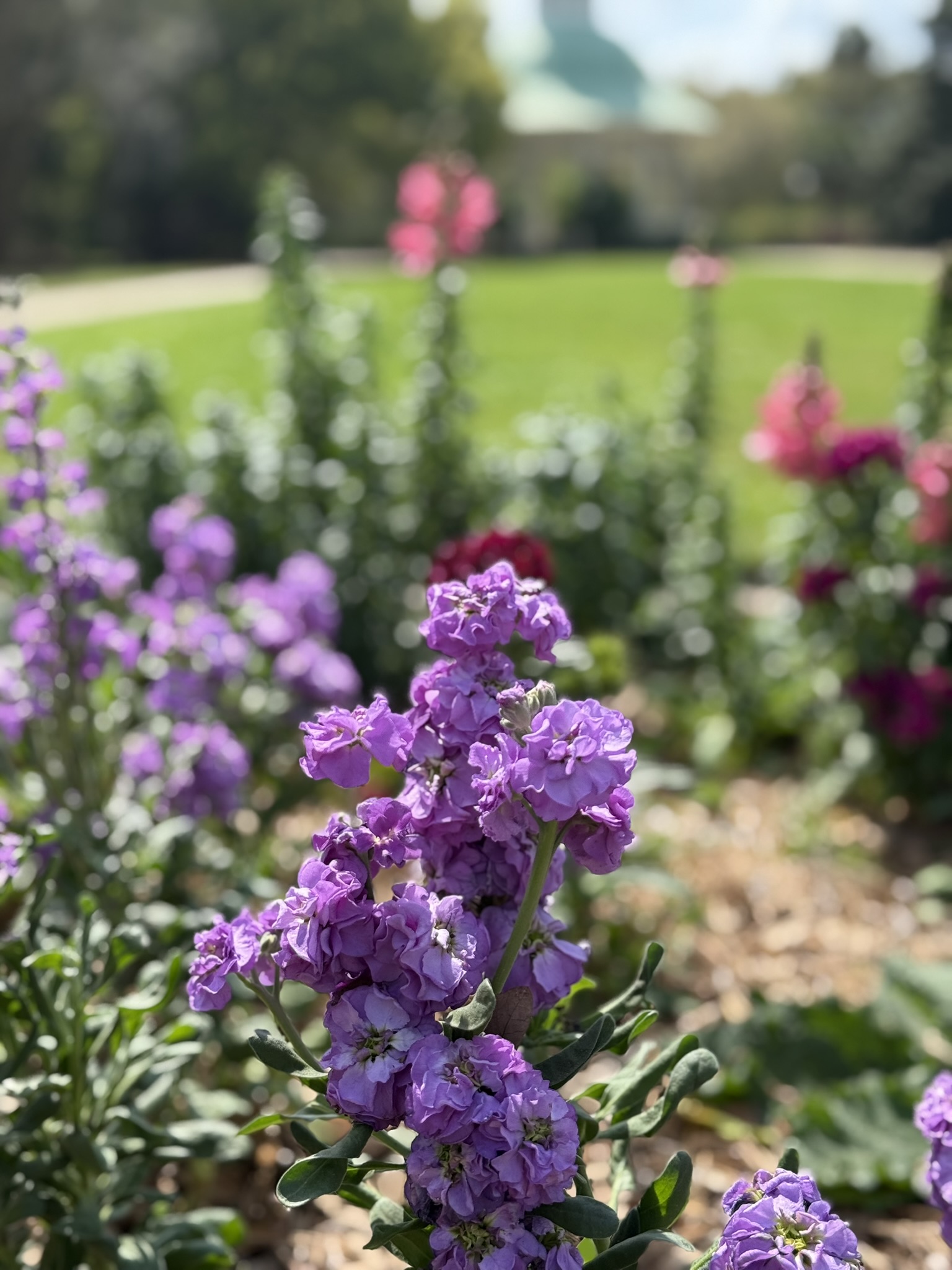 Close-up of purple flower with pink flowers, grass and Hampton Park's entry Gazebo in the background