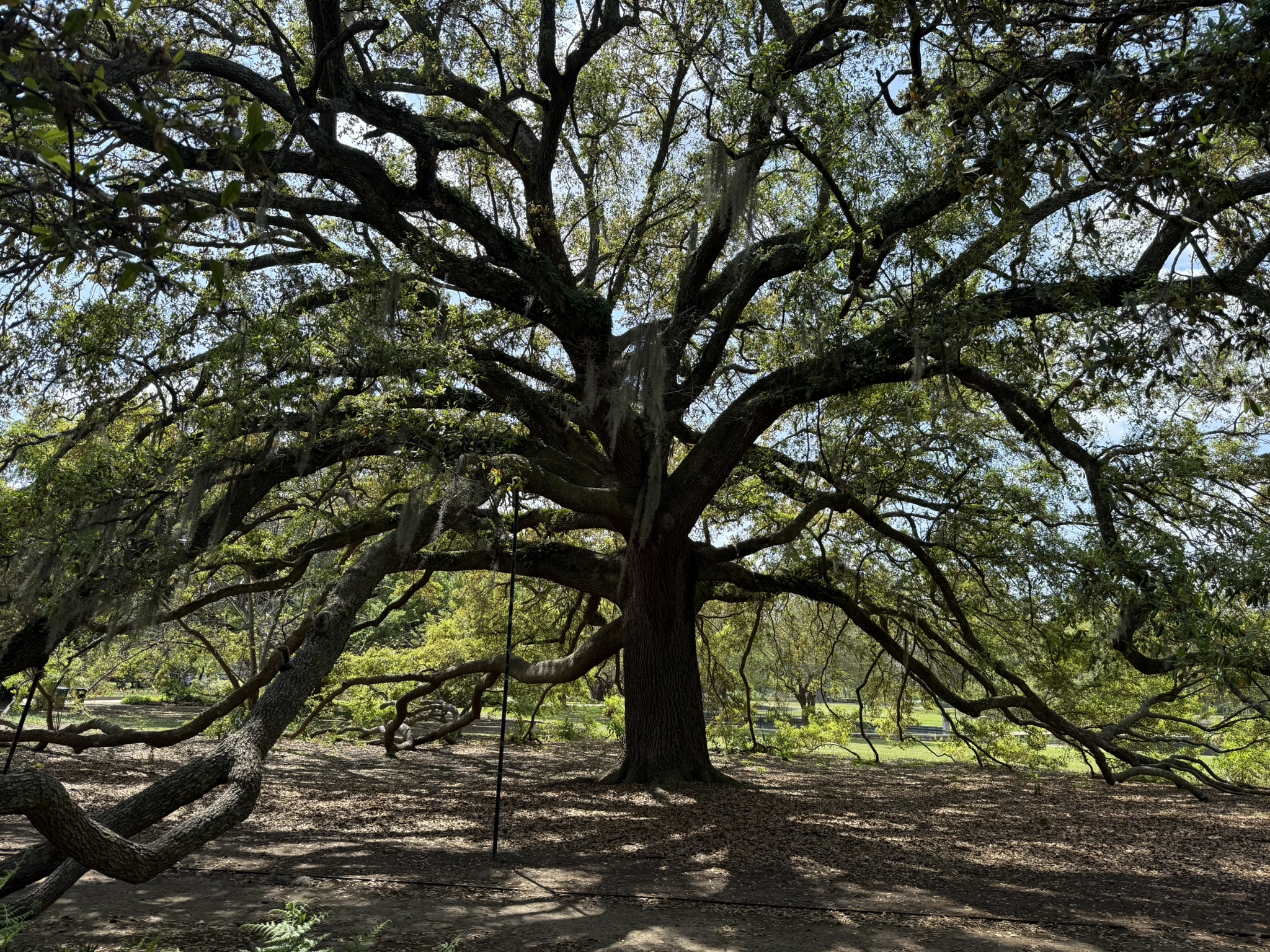 Large live oak with blue sky in background at Hampton Park in Charleston, SC hidden gem