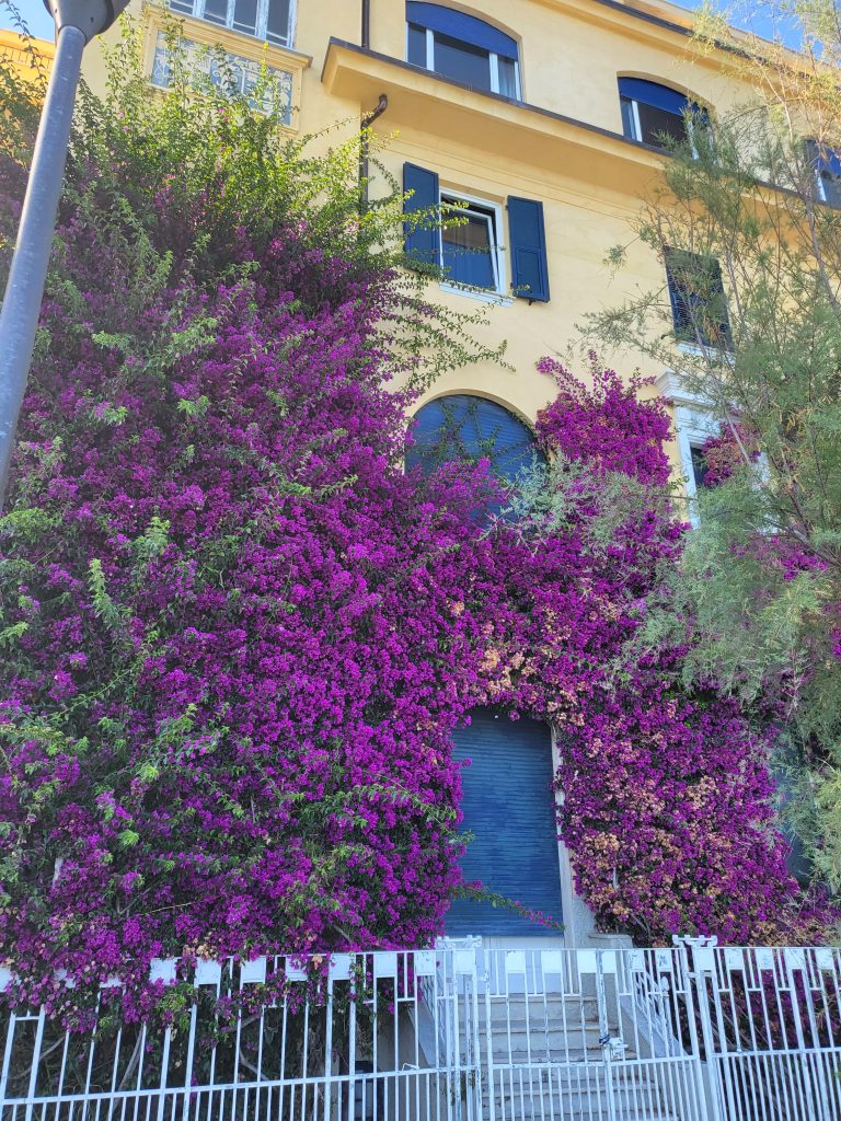 Very vivid yellow building covered mostly by a purple flower growing in July in Montterosso in CInque Terre