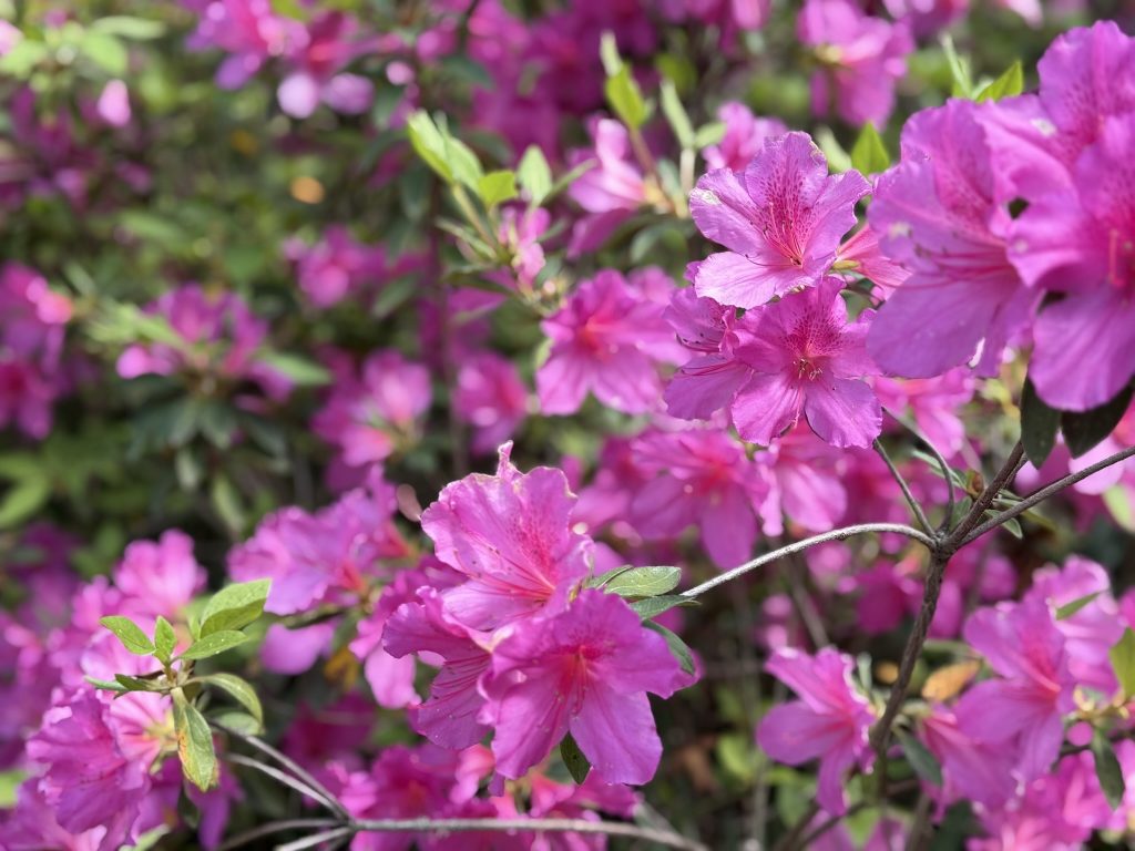 Bright pink azalea  flowers on a bush in Magnolia Gardens in the Charleston Itinerary for Couples