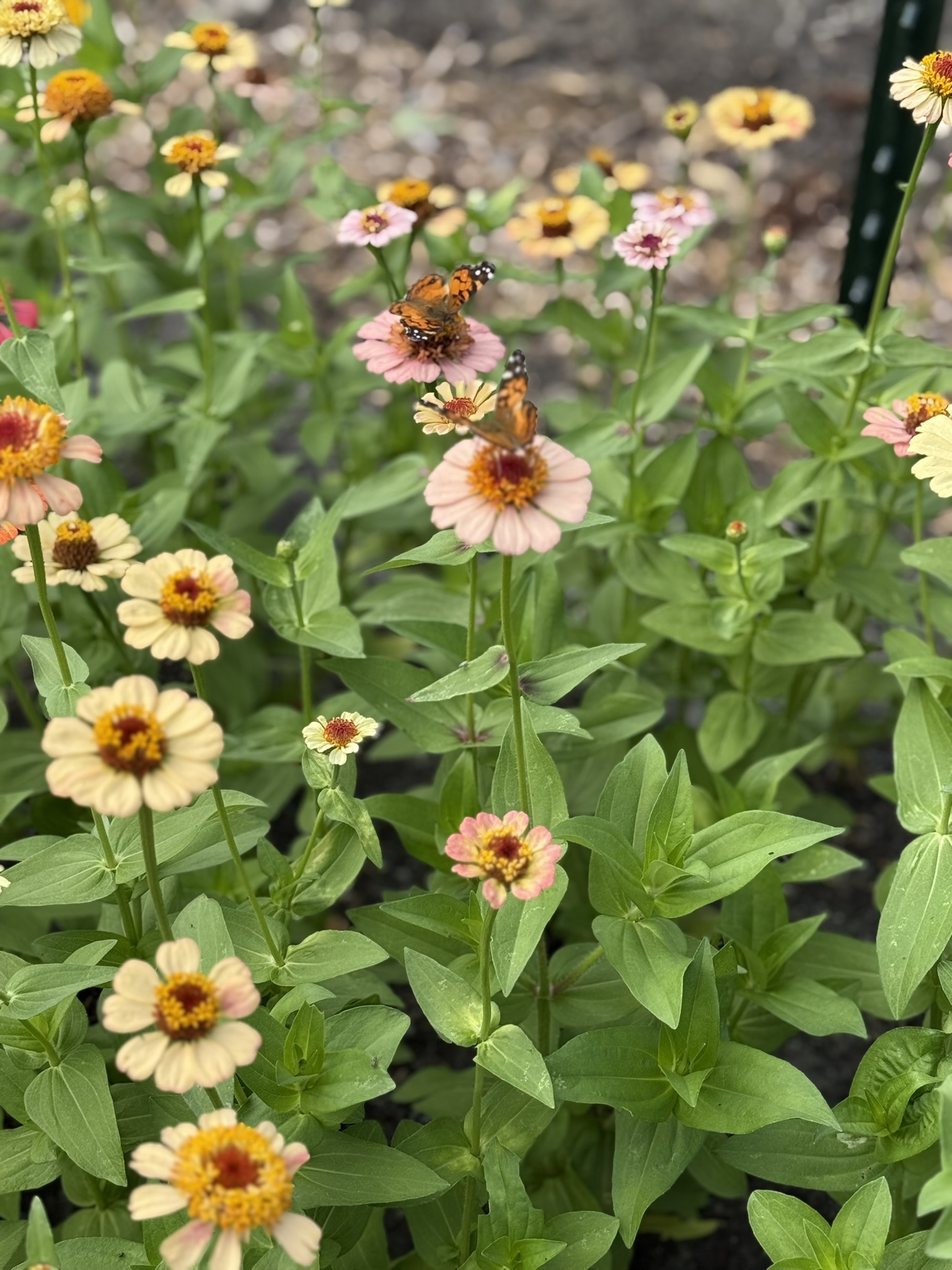 Row of flowers with butterflies at Wild Goose Flower Farm in Hidden Gems in Charleston
