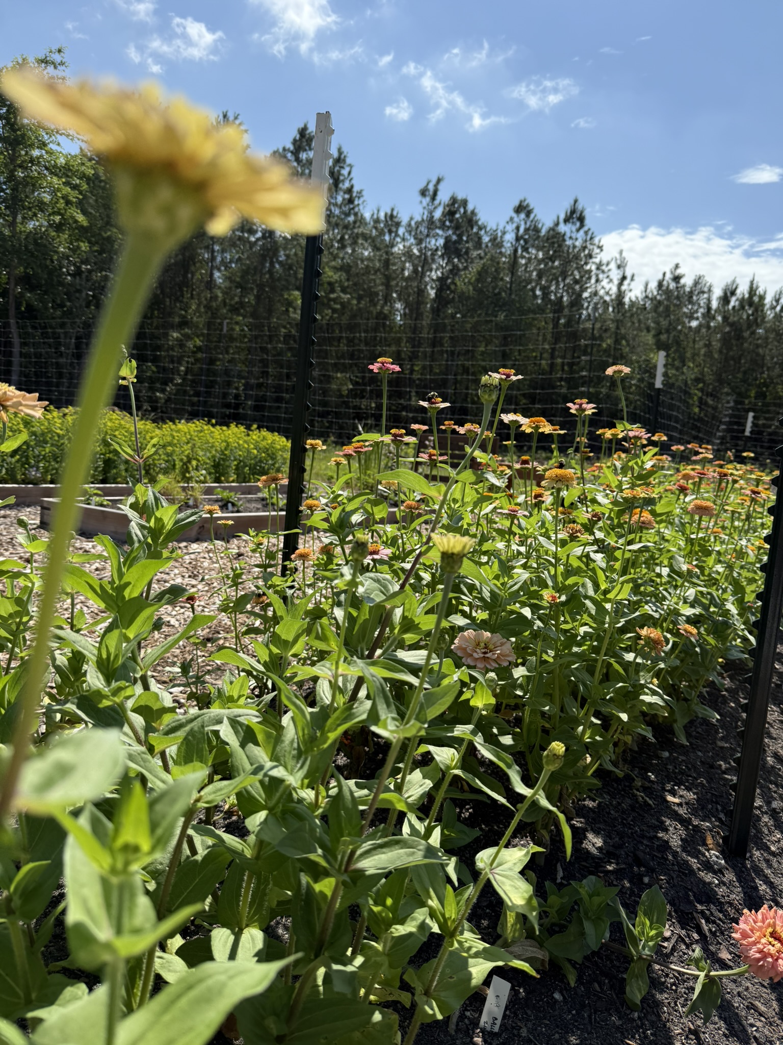 In Hidden Gems in Charleston Wild Goose Flower Farm showing the rows of flowers you can pick and a tree line in the background