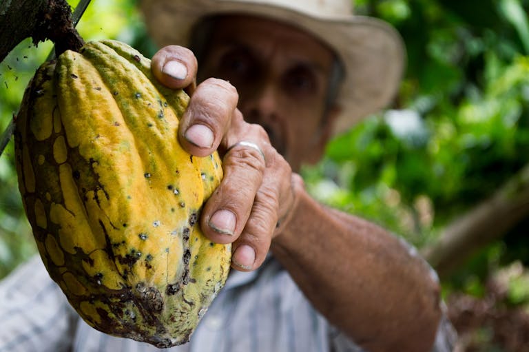 A farmer's hand holding a ripe cacao pod during the harvest season in a lush plantation during wine and chocolate in Ecuador.