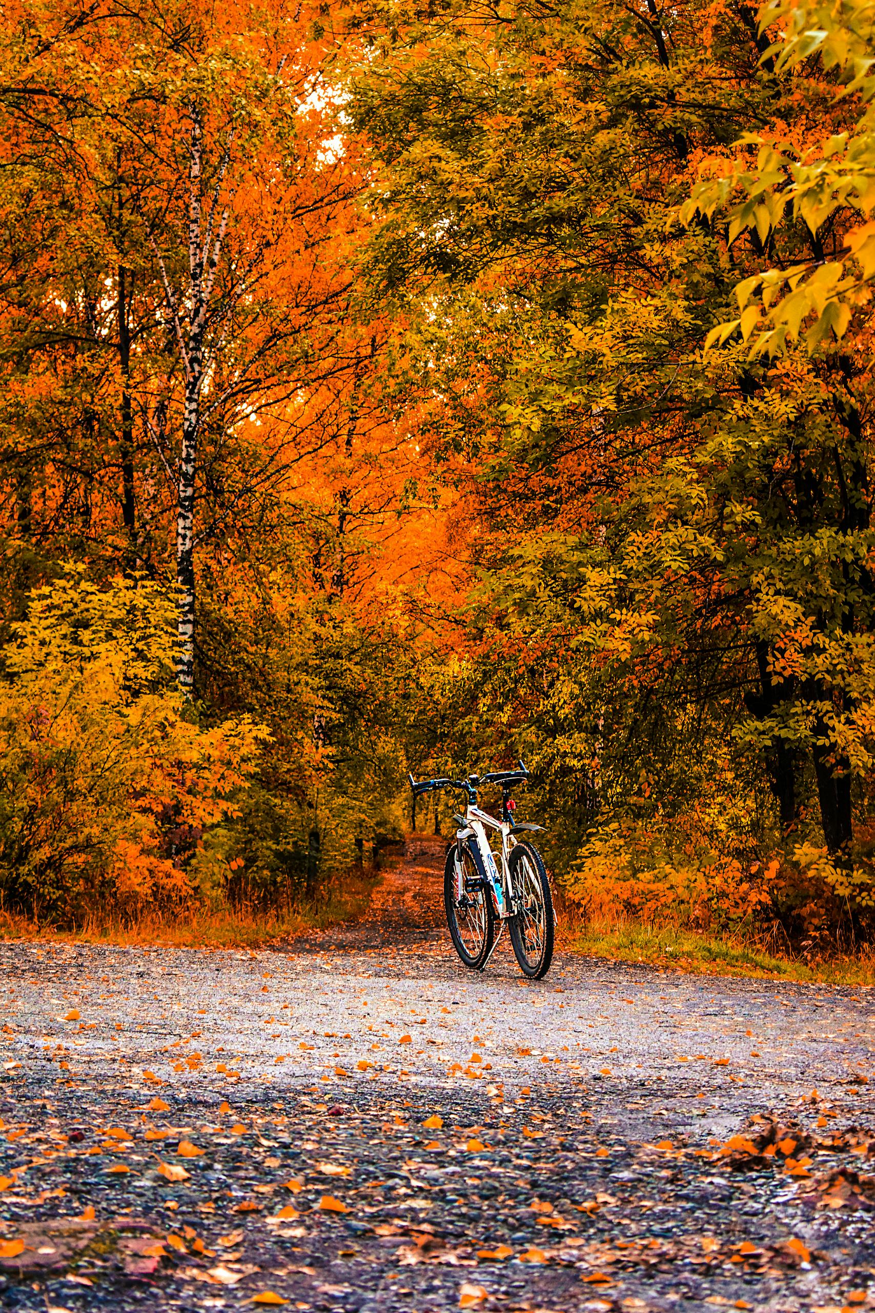 Bicycle in a scenic autumn forest with vibrant orange foliage, capturing nature's beauty.