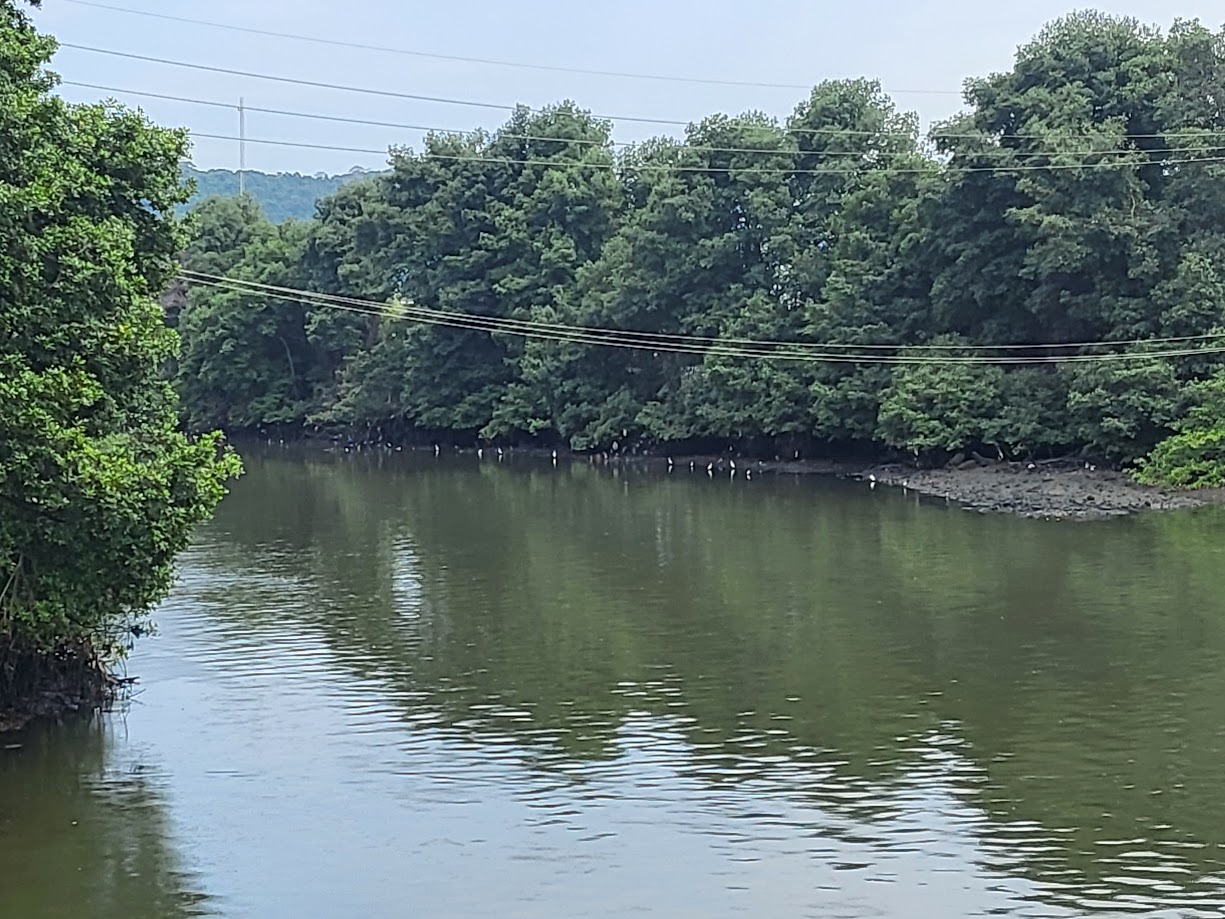 Estero Salado, which is a prominent saltwater estuary (or marine river branch) that runs through Guayaquil, Ecuador with many birds on the shore lines