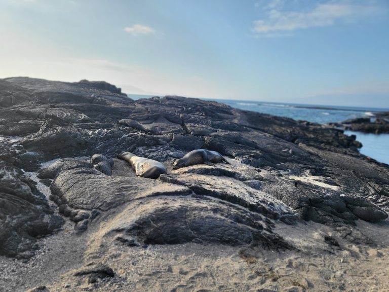 Sealions sleeping on the rocky shore line in things to do in the Galapagos Islands