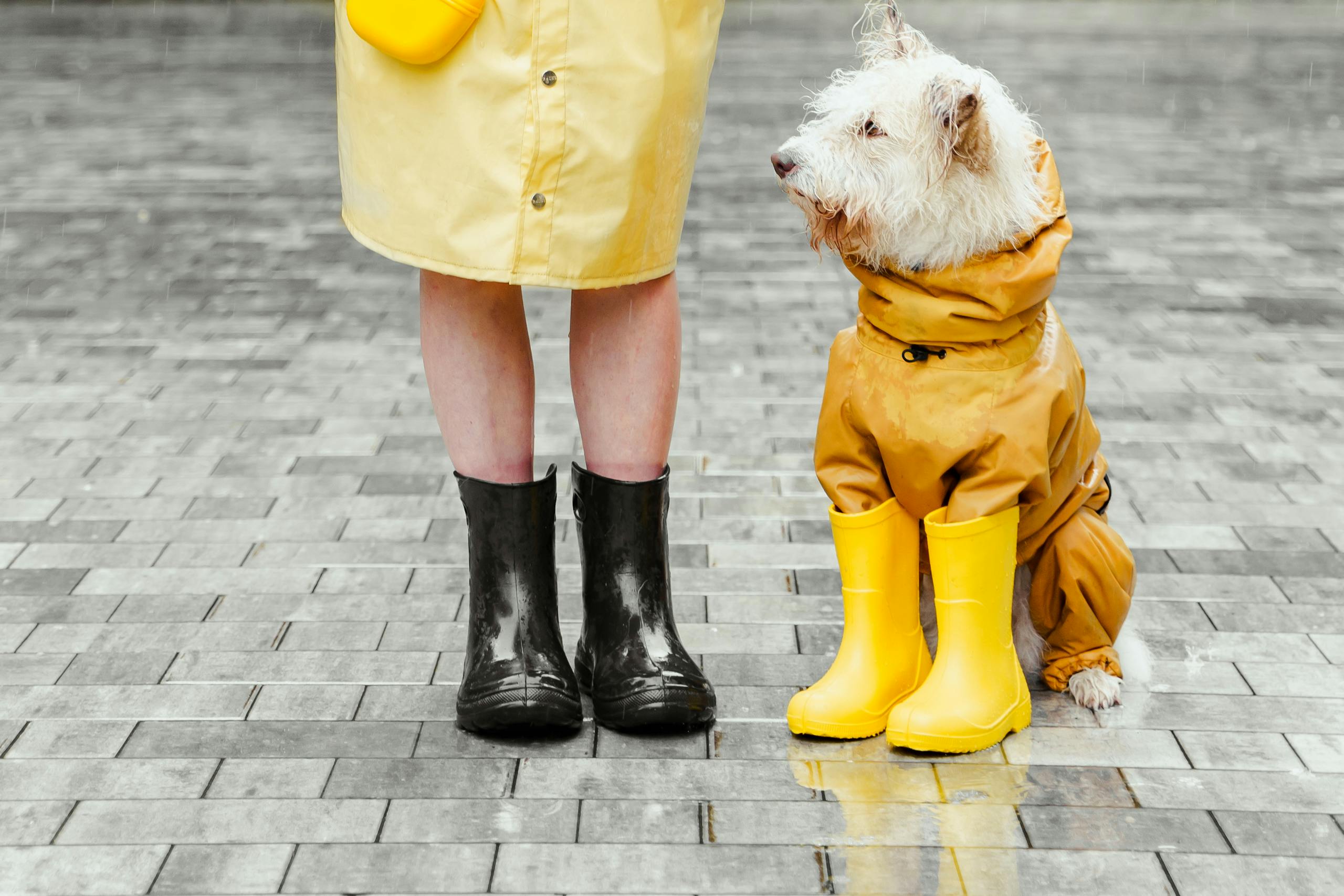 Cute dog and owner wearing matching yellow raincoats and boots on a rainy day.