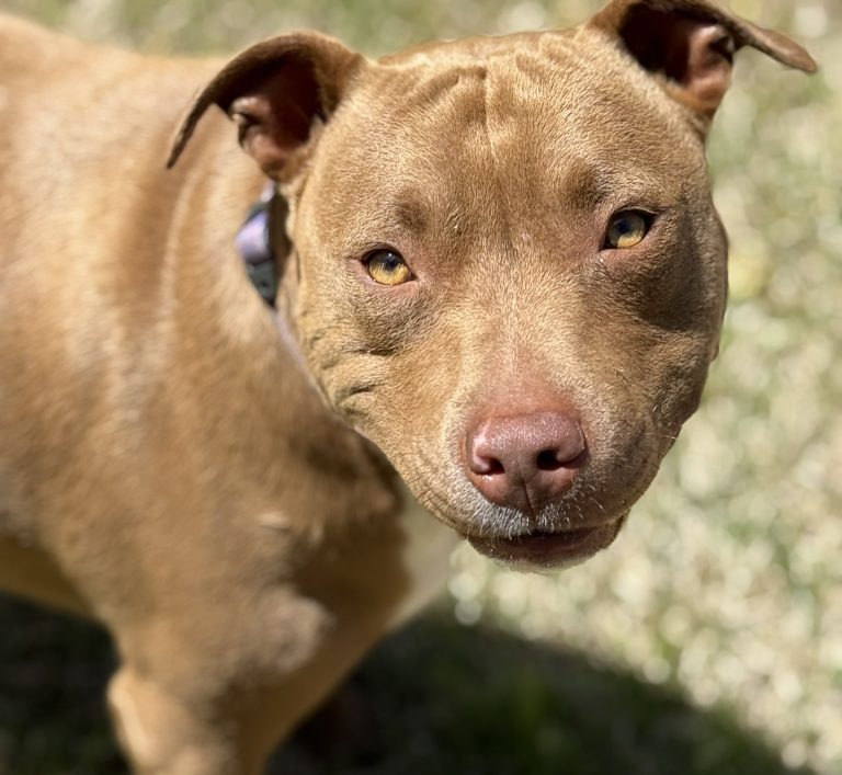 Beautiful light brown, short haird dog, smiling at the camera in a field as the sun shines.