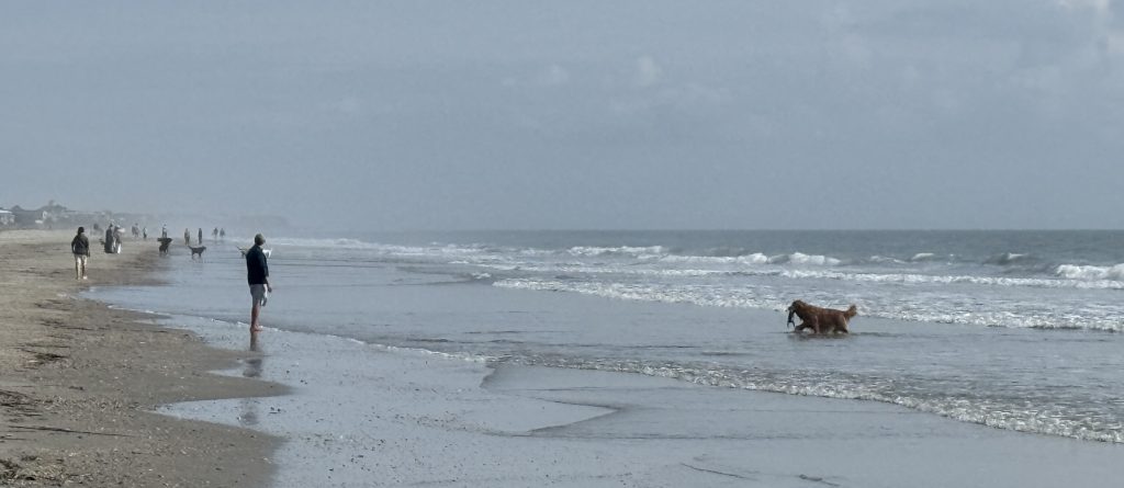 Golden Retriever swimming at the Isle of Palms on an overcast day.