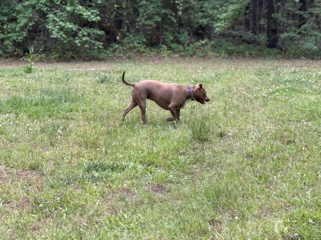 Brown dog rumping around the dog park at James Island County Fair in dog friendly Charleston
