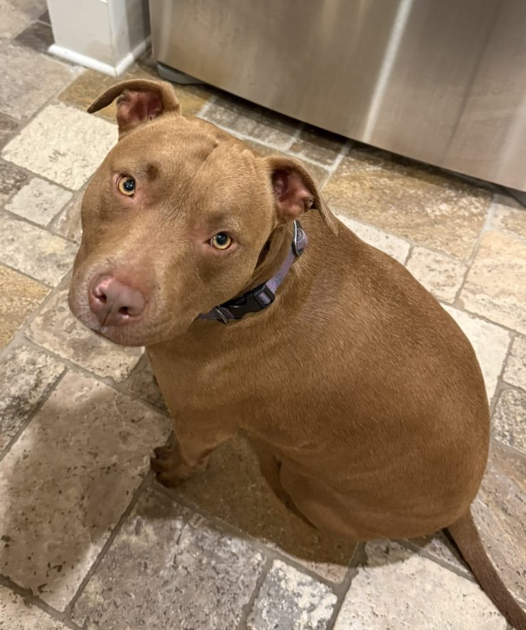 Dog-Friendly Charleston: 33+ Best Places to Take Your Dog in the Holy City (2025 Guide)