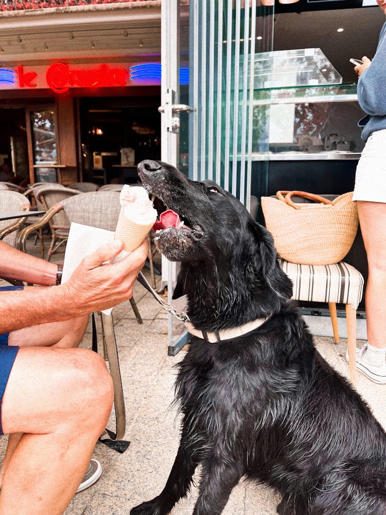 A happy black Labrador eating ice cream at a lively outdoor cafe on a sunny day.