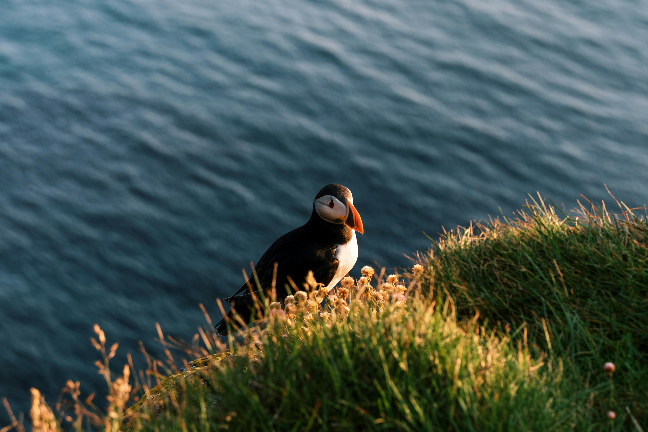 A solitary puffin perched on lush green cliffs with an ocean backdrop, capturing Iceland's serene beauty in the best day trips from Edinburgh
