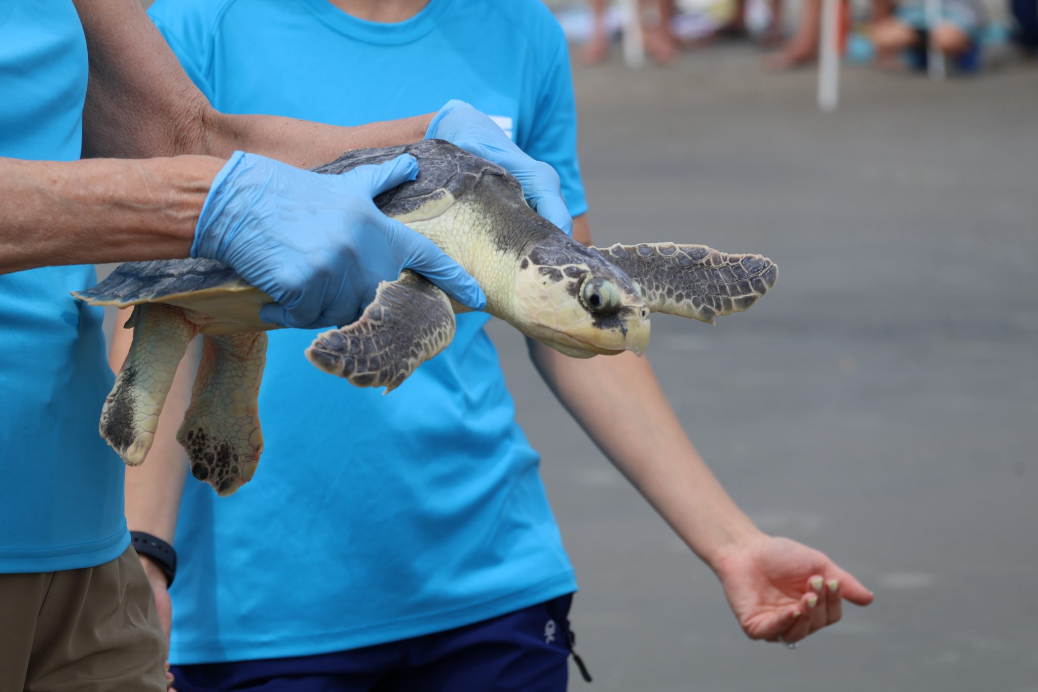 I Watched 5 Sea Turtles Released Into the Wild From the South Carolina ...
