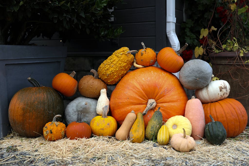 Giant pumpkin with other pumpkins and squash piled around it in a Thanksgiving setting