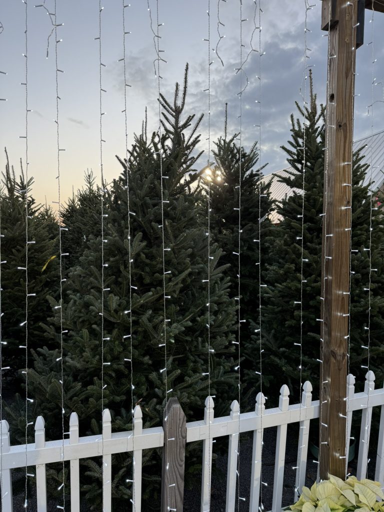 Christmas trees for sale in the best Christmas events in Charleston, SC
