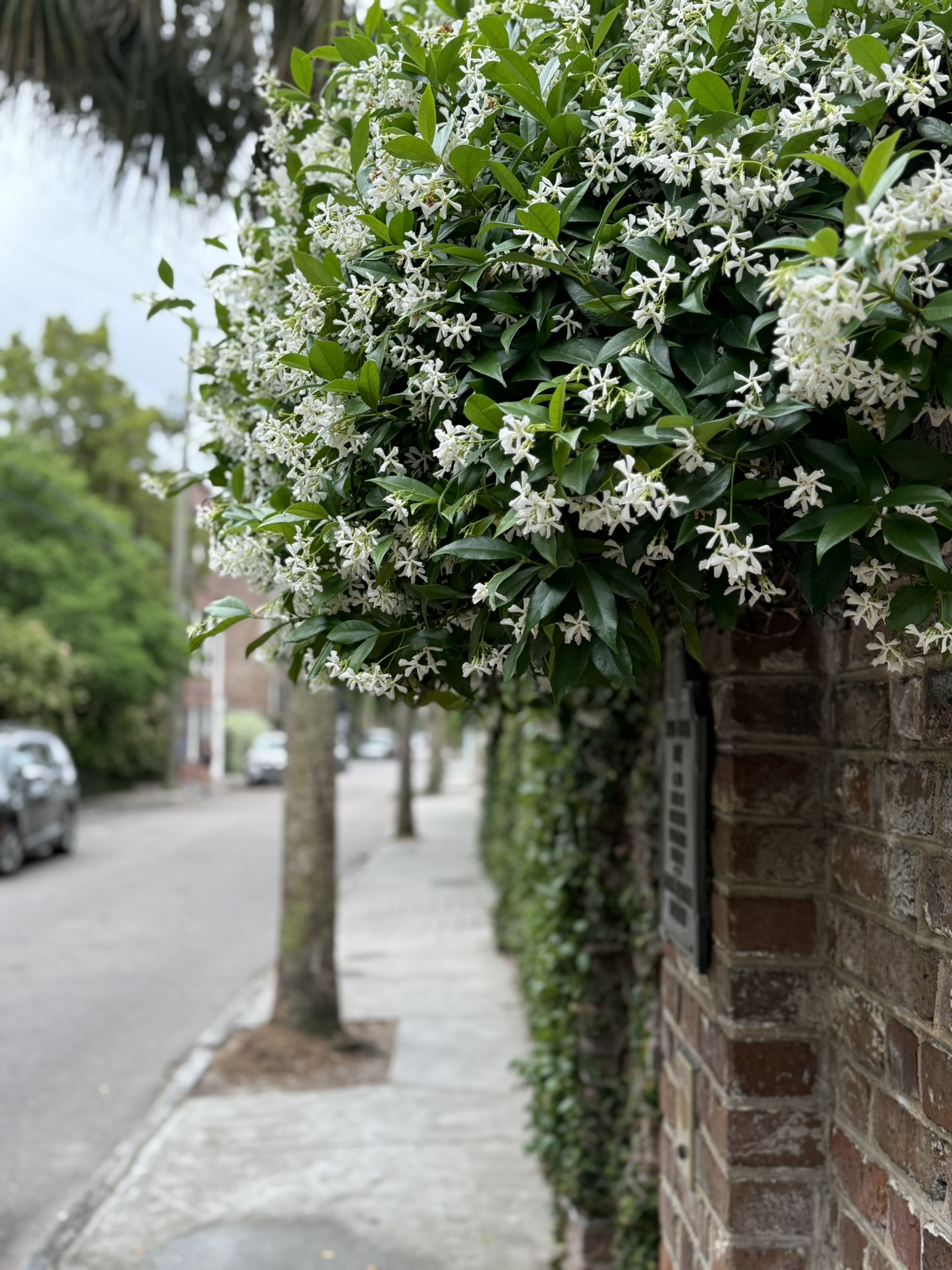 Honeysuckle blossom as seen in is Charleston worth visiting on a house in historic Charleston