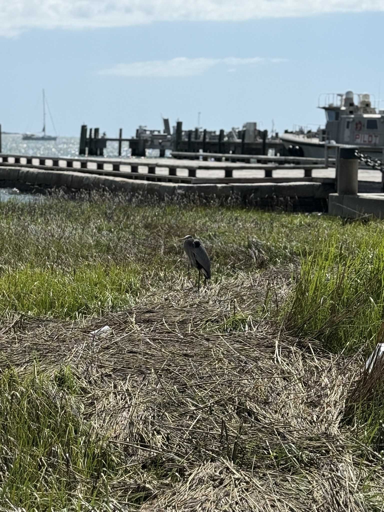 A heron in the marsh area on the Charleston harbor looking out from Waterfront Park in Charleston, SC as seen in is Charleston worth visiting