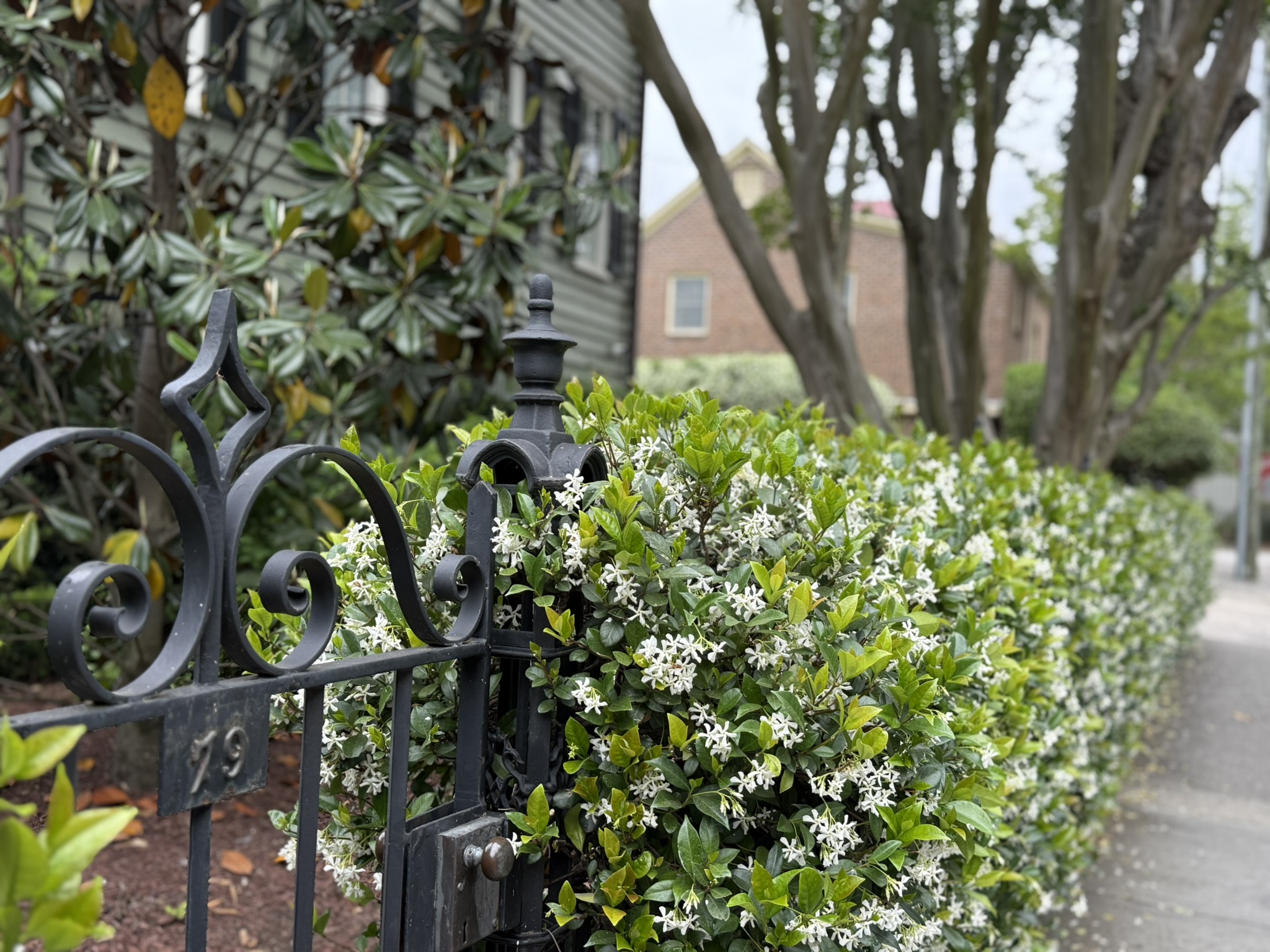 Honeysuckles on a fence in historic Charleston on Spring Break in Charleston
