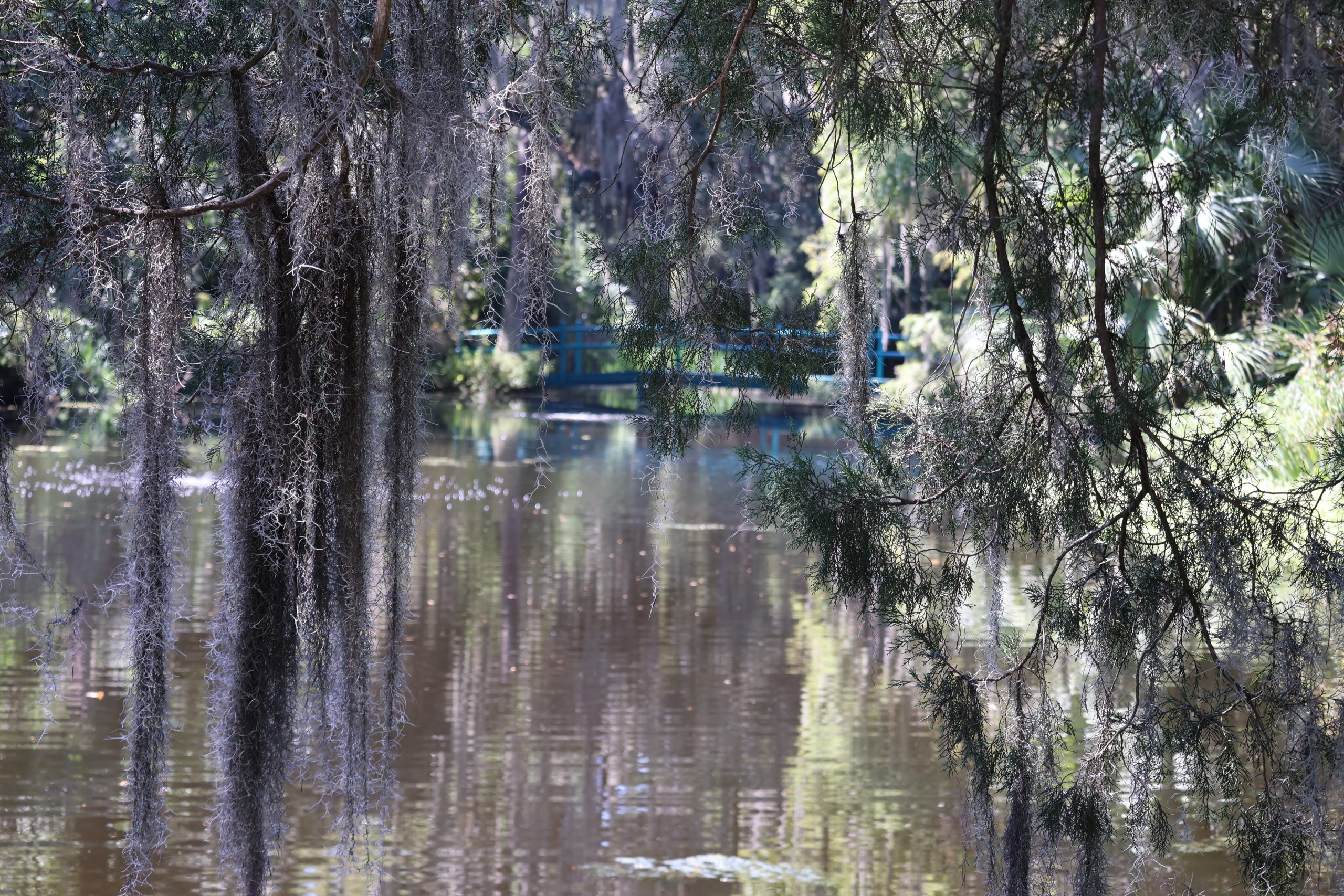 Blue bridge over the pond at Magnolia Plantation at Spring Break in Charleston, SC on a sunny spring day