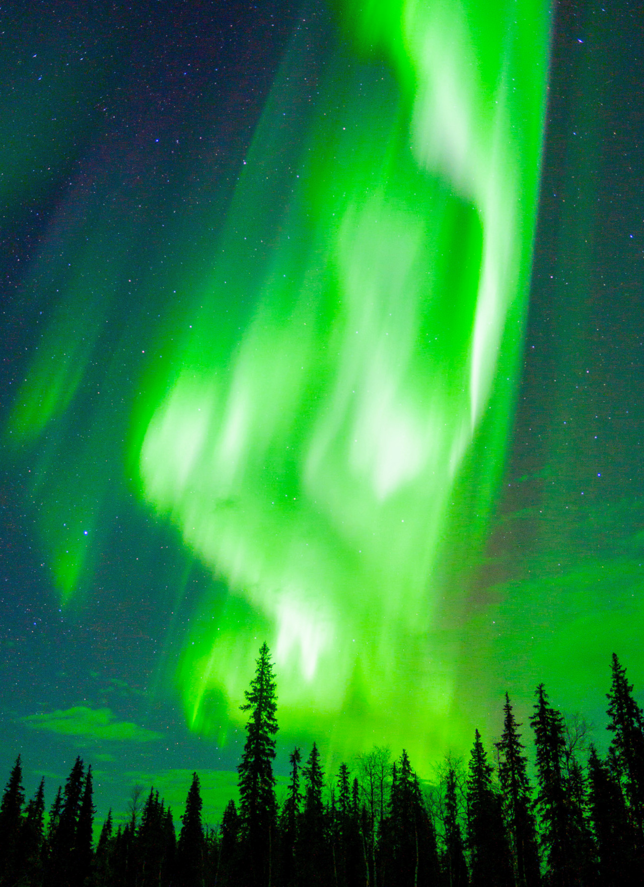 The aurora borealis glowing bright green in the sky above the pine trees as seen in the travel guide to Lapland, Finland