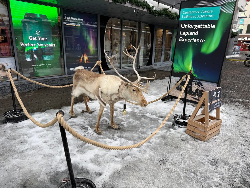 Lifesize, fake reindeer set up on a snow scene in Rovaniemi as seen in the travel guide to Lapland