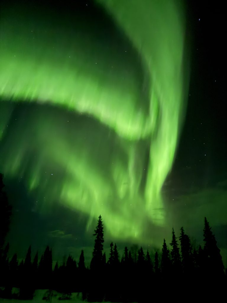 The aurora borealis glowing bright green in the sky above the pine trees as seen in the travel guide to Lapland, Finland