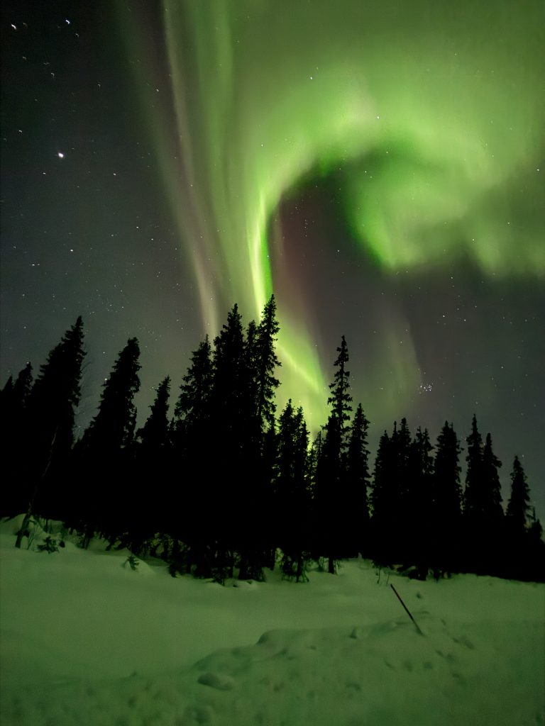 View of the vibrant green and red northern lights above the pine trees and snow covered ground in the travel guide to Lapland