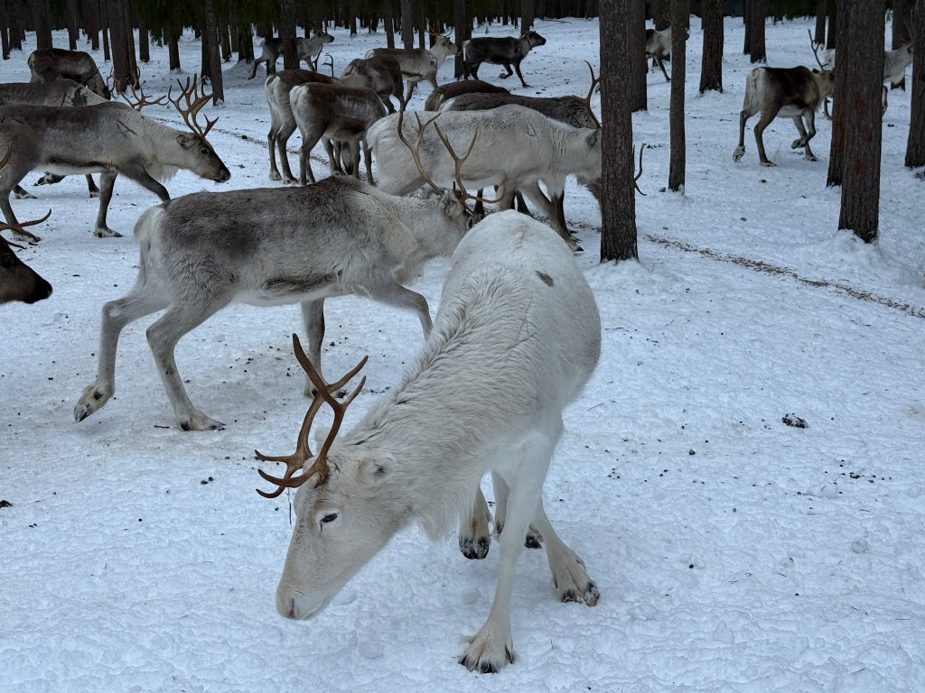 Reindeer in Lapland, Finland as seen in the travel guide to Lapland