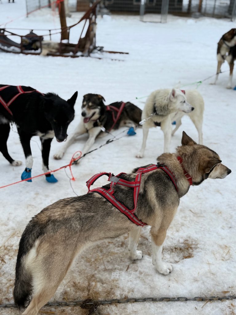 Alaskan huskies of different colors set up to pull a sled in the snow at Bear Hill Husky Park as seen in the travel guide to Lapland, Finland