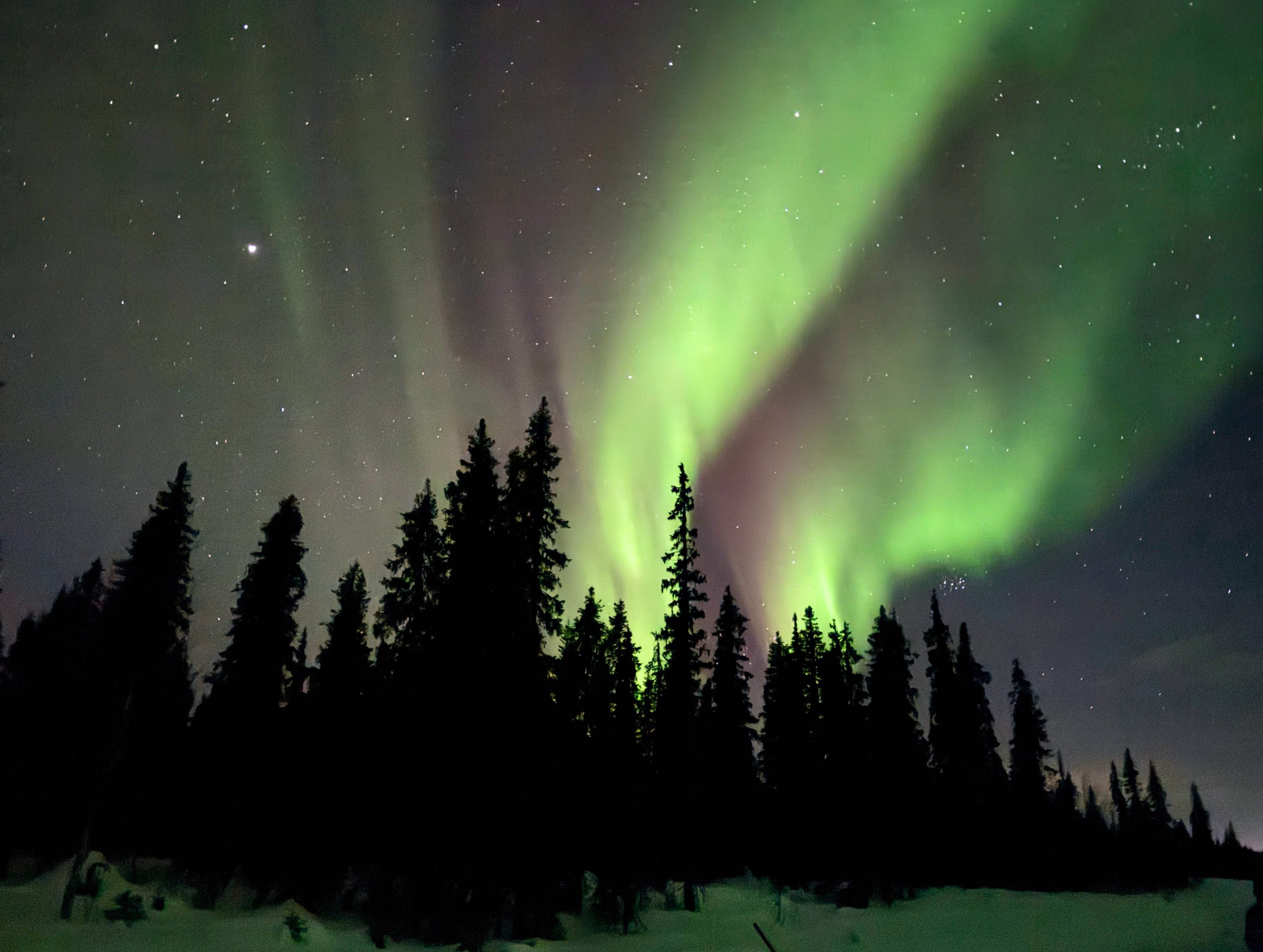 View of the vibrant green and red northern lights above the pine trees and snow covered ground in the travel guide to Lapland