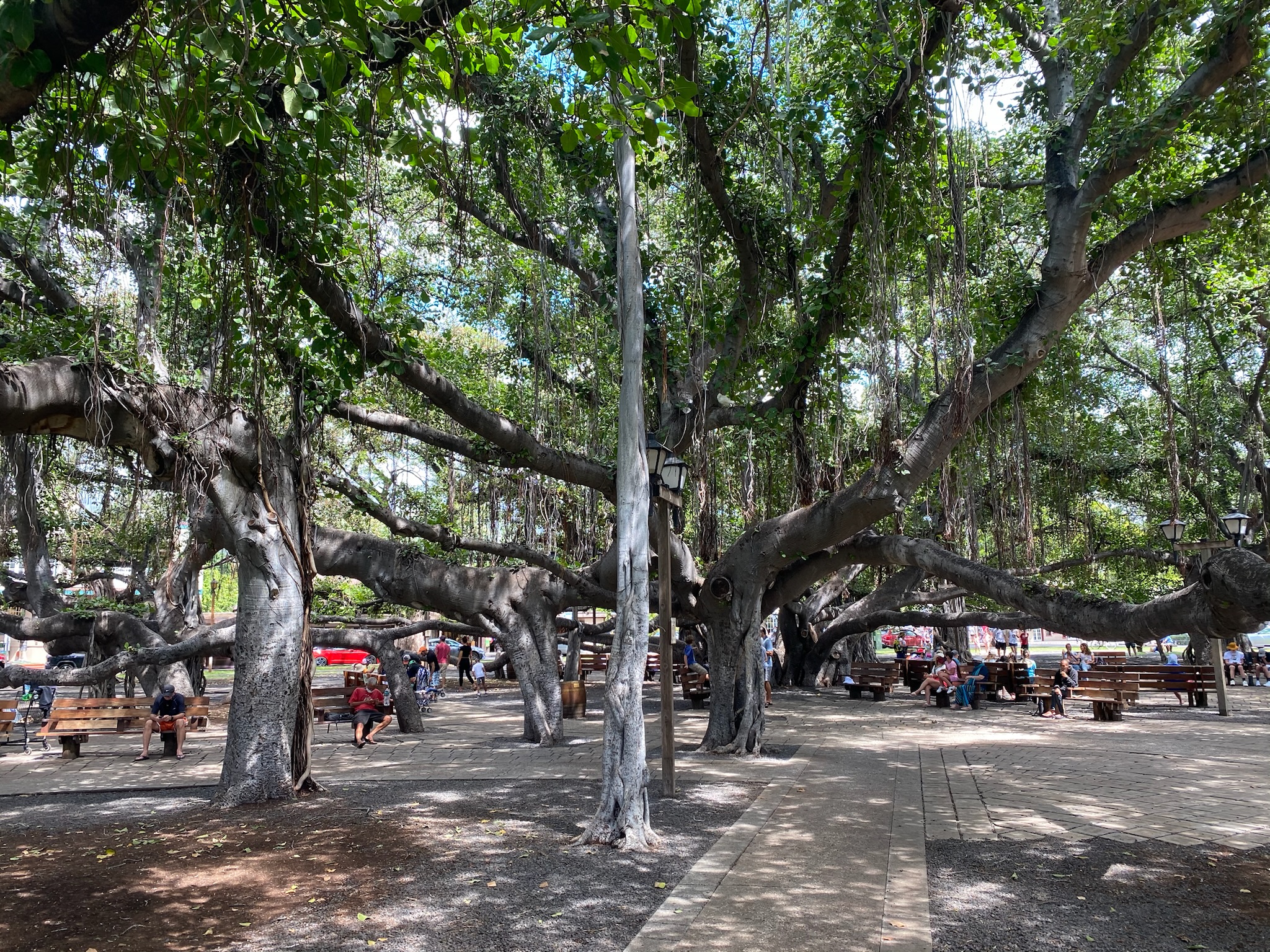 Huge banyan trees as seen in Banyan Court park by Lahaina Harbor in Maui, Hawaii in things to do in Maui for couples