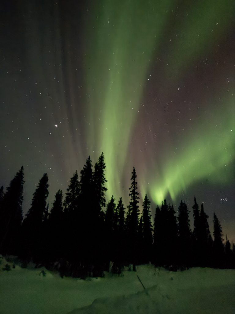 Beyond the pine trees and snow covered grown, the sky is light with bright greens and purples of the northern lights and stars in Lapland, Sweden