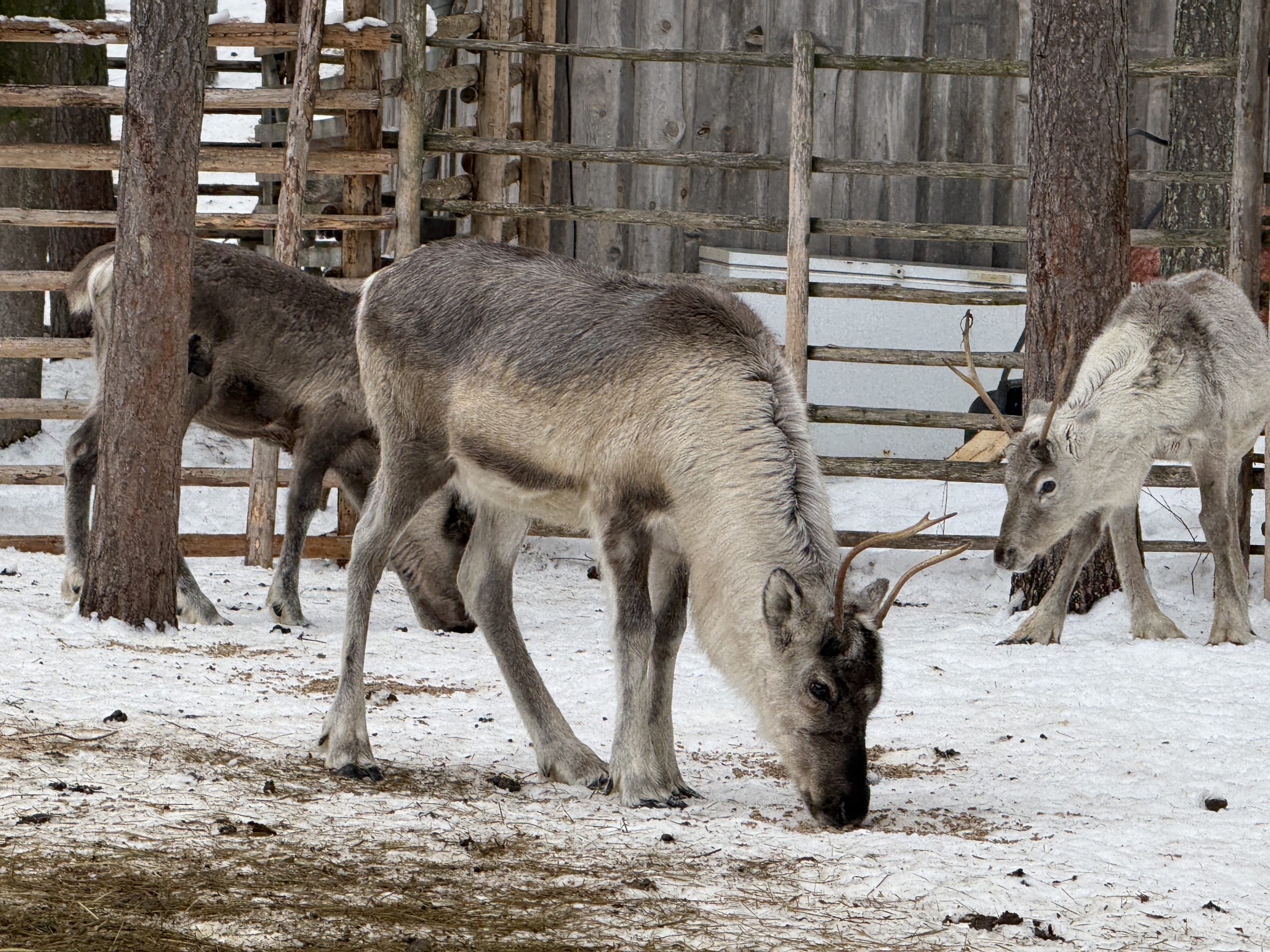 At the reindeer farm experience in Lapland, Finland reindeer can be seen grazing for food on the reindeer farm.