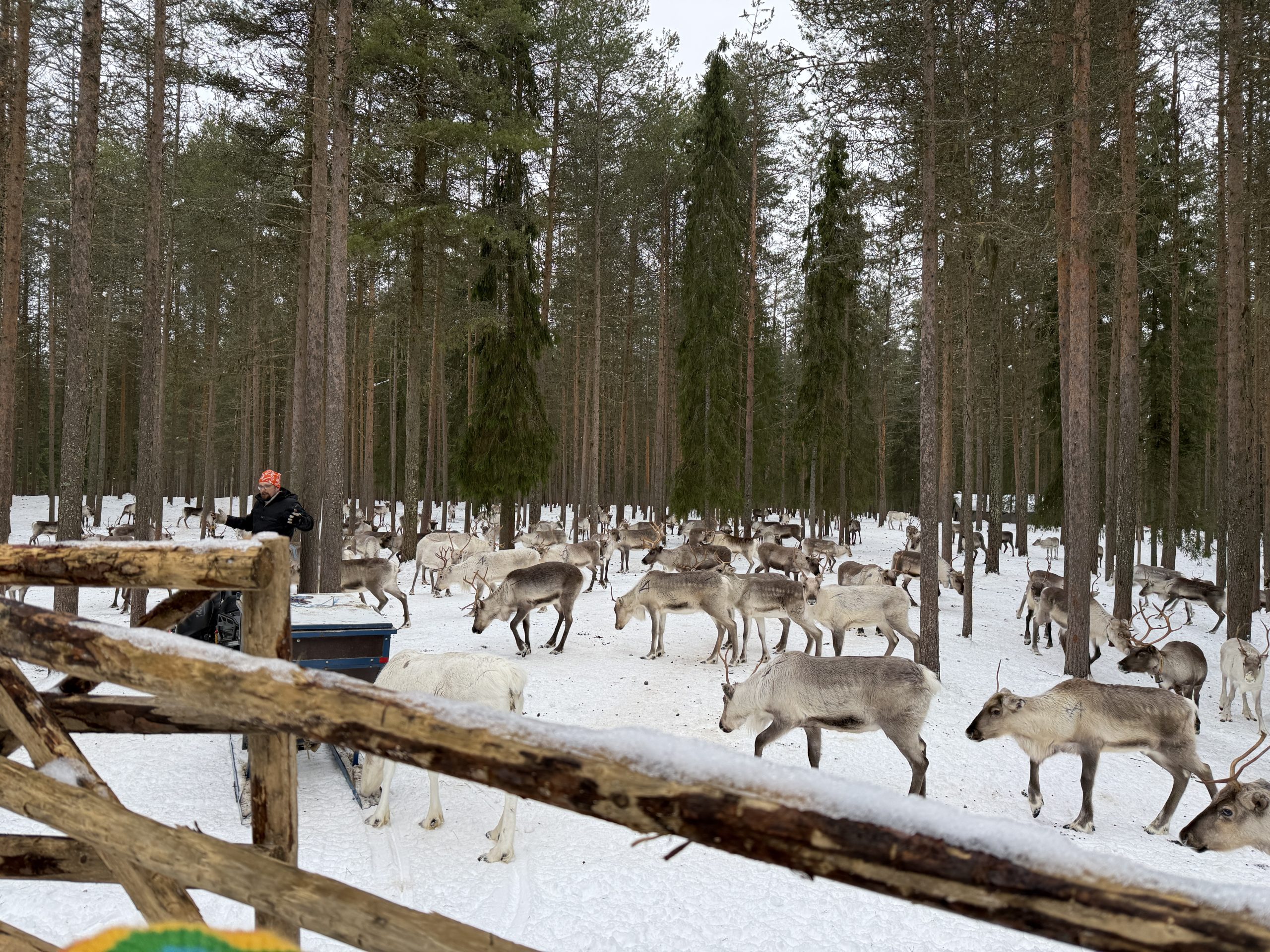 At the reindeer farm experience in Lapland, Finland, a herd of reindeer eating while one of the herd owners is talking about how they feed the reindeer over the winter
