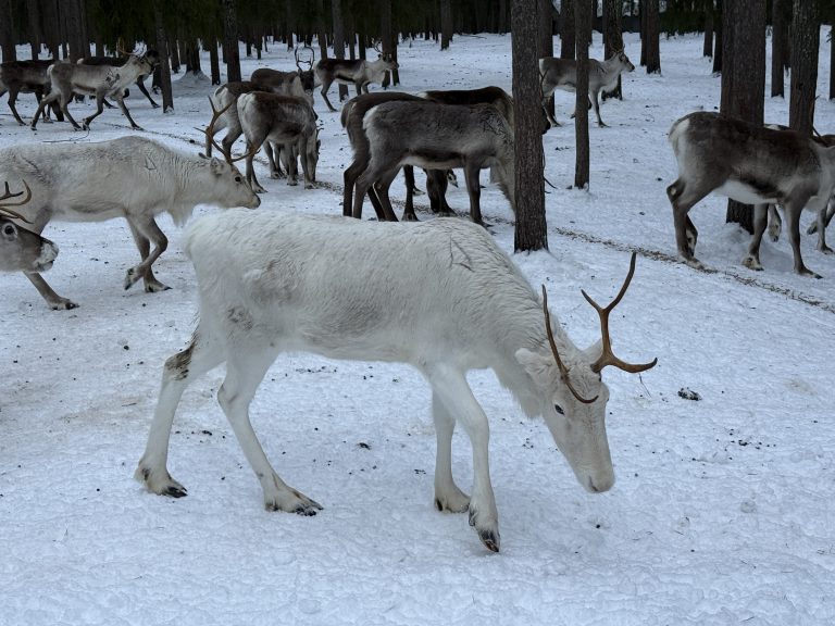 White Reindeer walking on a snowy ground looking for food as seen on the reindeer farm experience in Lapland, Finland
