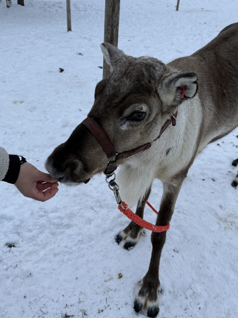 On the reindeer farm experience in Lapland, a reindeer eating moss out of a guest's hand