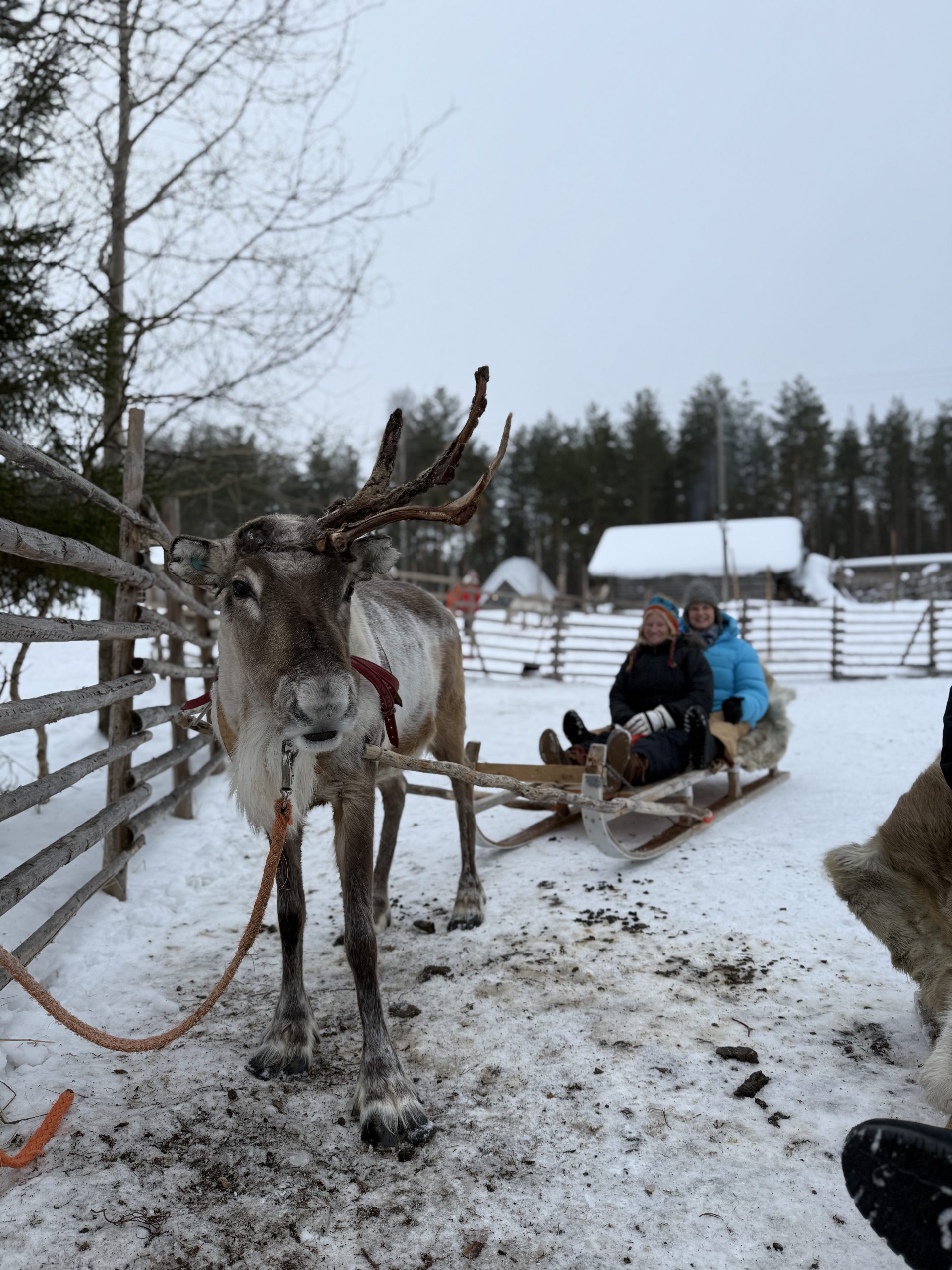 Two women sitting on a sled pulled by a reindeer at the reindeer farm experience in Lapland