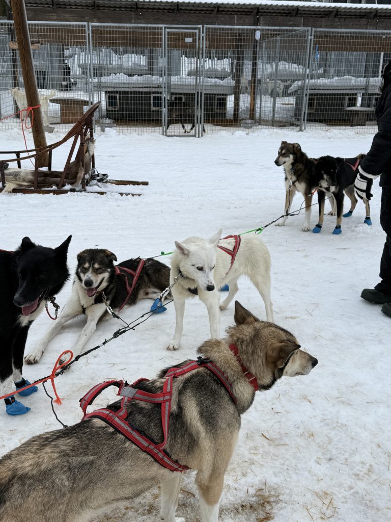 Huskies relaxing after pulling a sled at a Husky park in Lapland