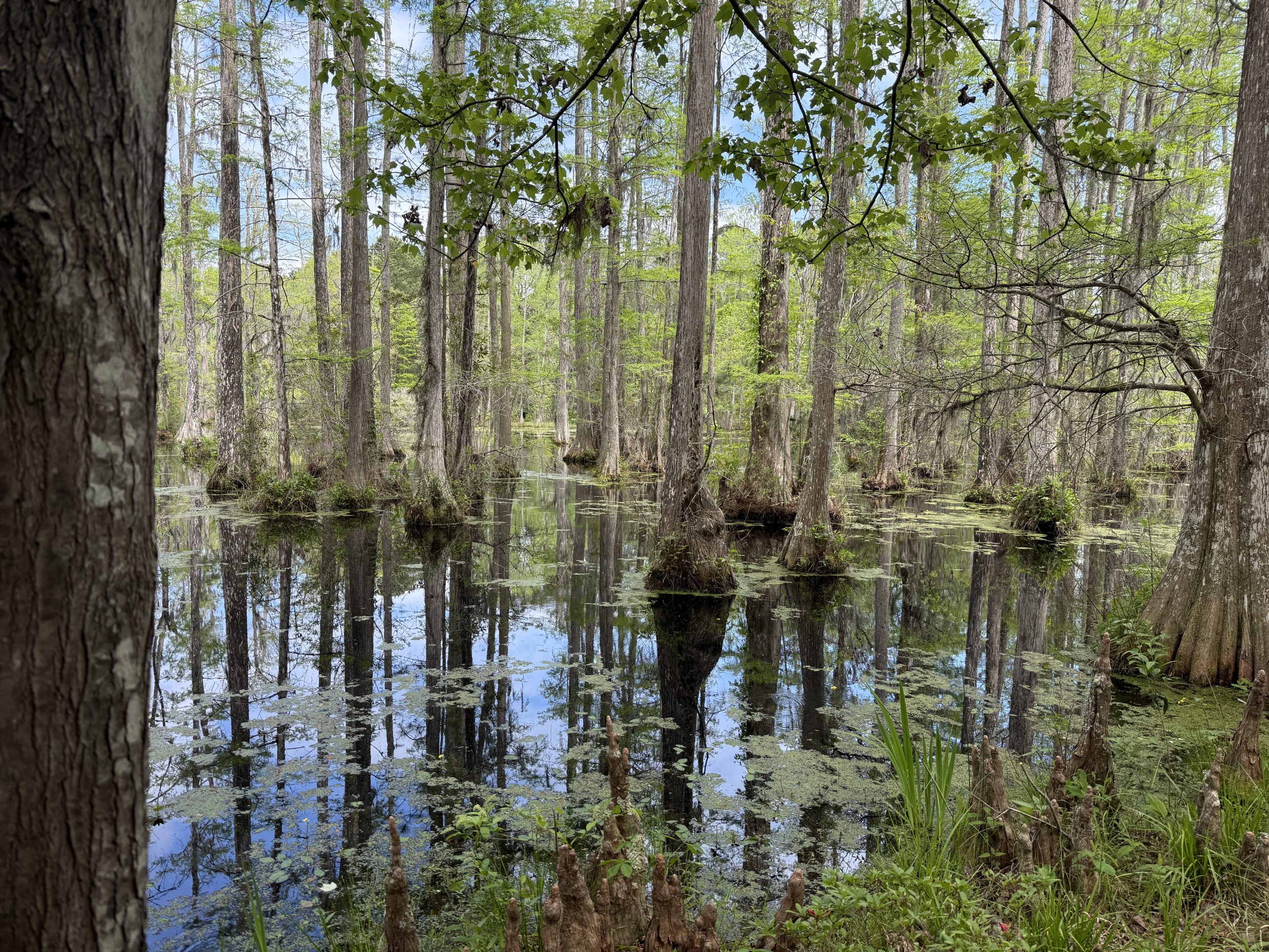 Blackwater swamps with the reflection of the large cypress trees growing out of the swamps on a nice spring day in Cypress Gardens outside of Charleston, SC