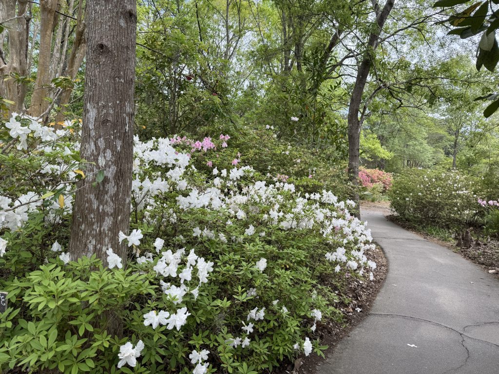 White and pink lush azalea bushes right by the trail going around the swaps at Cypress Gardens near Charleston, SC