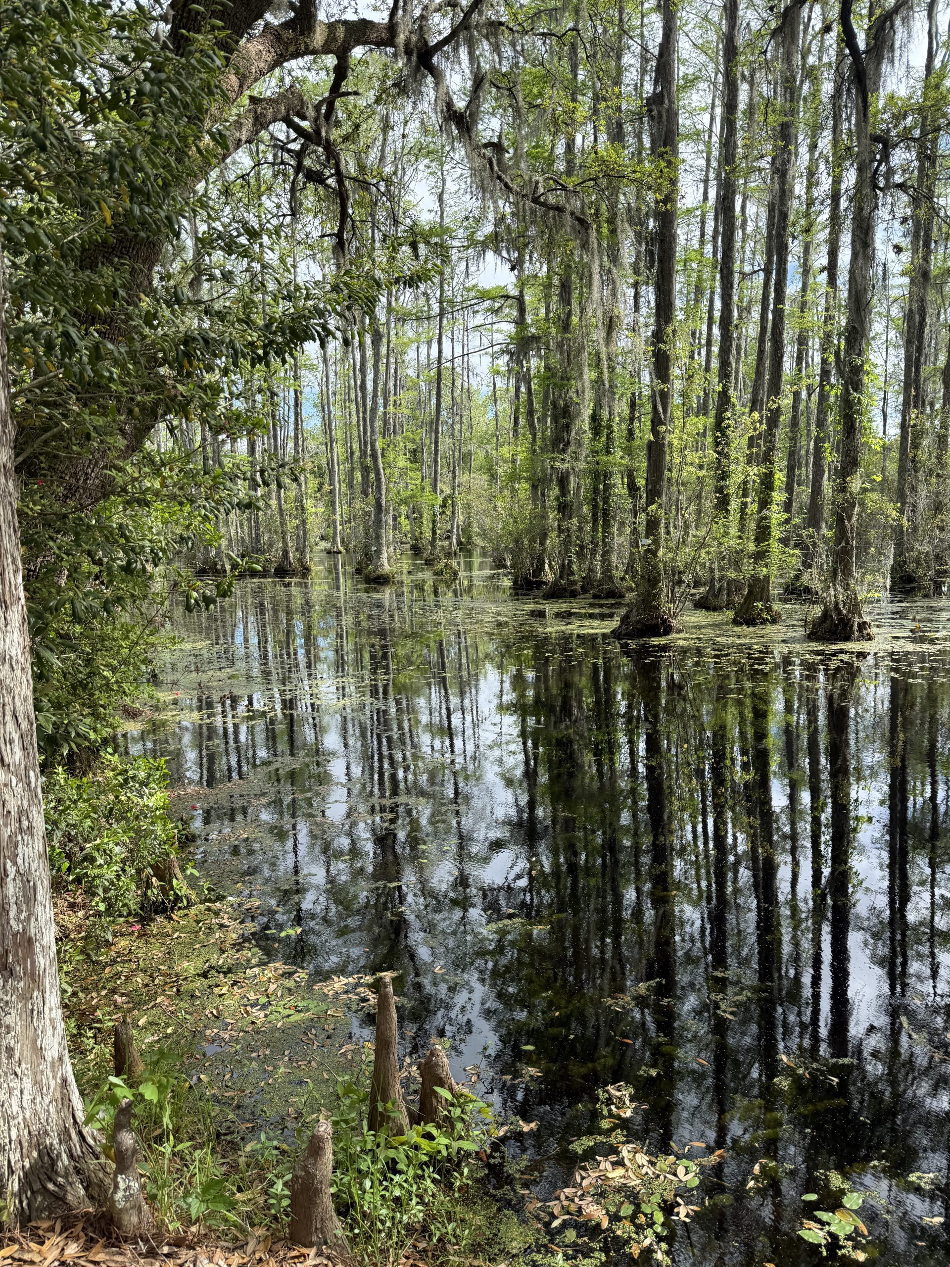 The still, dark water of the blackwater swamp at Cypress Gardens South Carolina reflecting cypress trees and blue sky