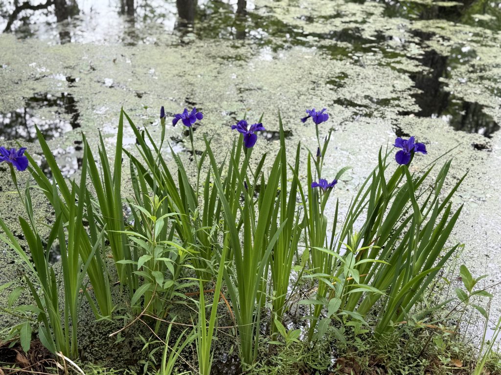 Purple irises growing right by the black water swamp in Cypress Gardens, near Charleston, SC