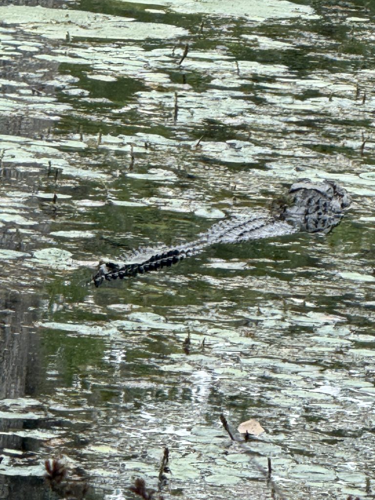 American Alligator swimming through the swamp near the trail in Cypress Gardens, SC