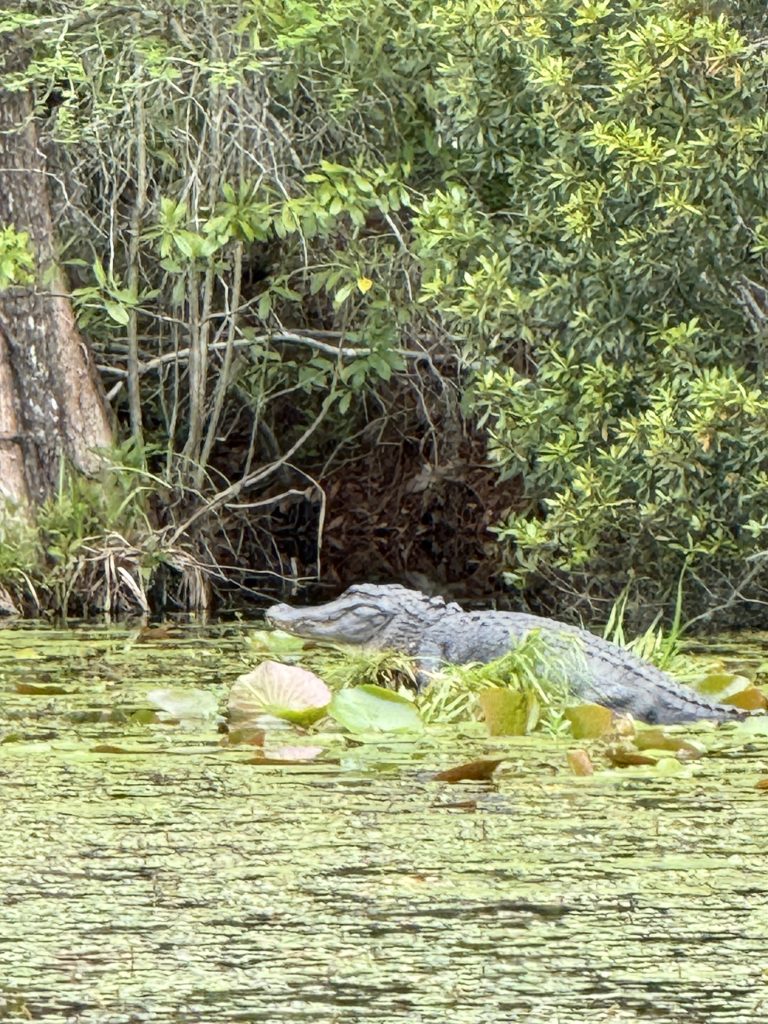 A large alligator sitting on a log in the black swamp waters in Cypress Gardens South Carolina