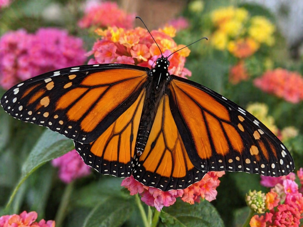 Monarch butterfly inside the Butterfly House at Cypress Gardens SC